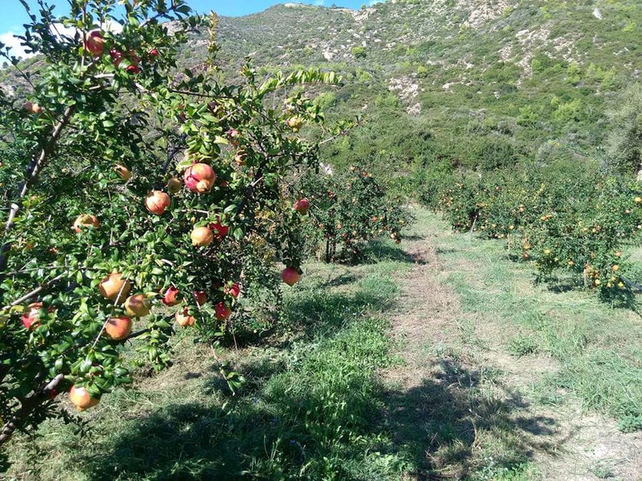 rows of pomegranate trees at Drupes crops in the background of mountains